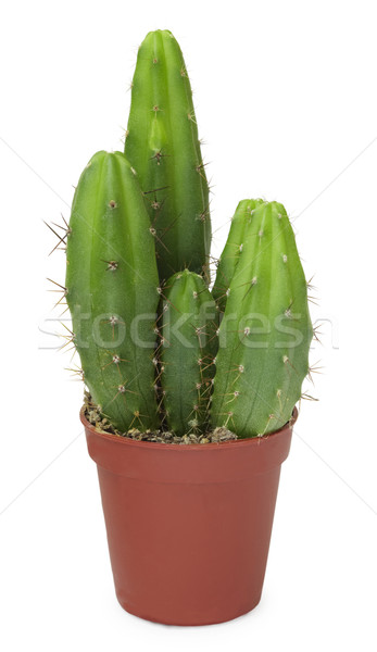 Cacti of different ages in pot Stock photo © pzaxe