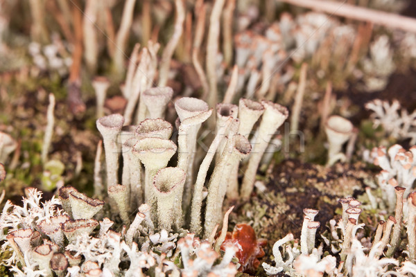 Lichen - Cladonia close-up Stock photo © pzaxe
