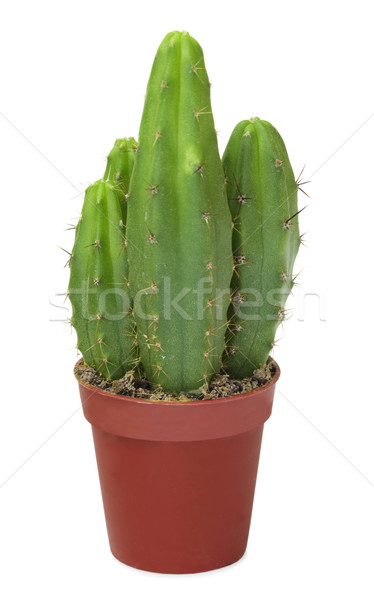 Few decorative cactus in one pot Stock photo © pzaxe