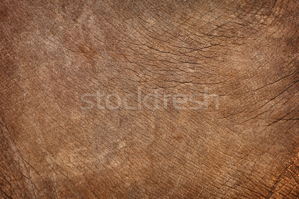 Skin of young elephant - natural background Stock photo © pzaxe