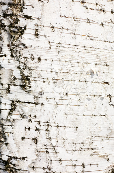 Corteccia betulla superficie bianco albero legno Foto d'archivio © pzaxe