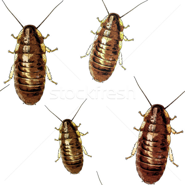 Cockroaches texture Stock photo © pzaxe