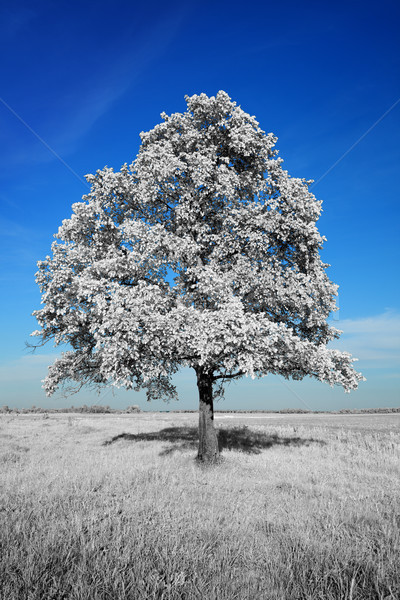 Fantastically unreal white tree on blue sky background Stock photo © pzaxe