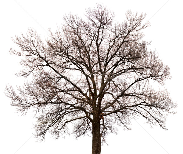 Silhouette of a tree on white background Stock photo © pzaxe