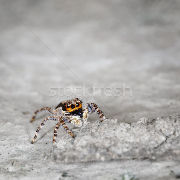 Salticidae - small spider on grey stone close up Stock photo © pzaxe
