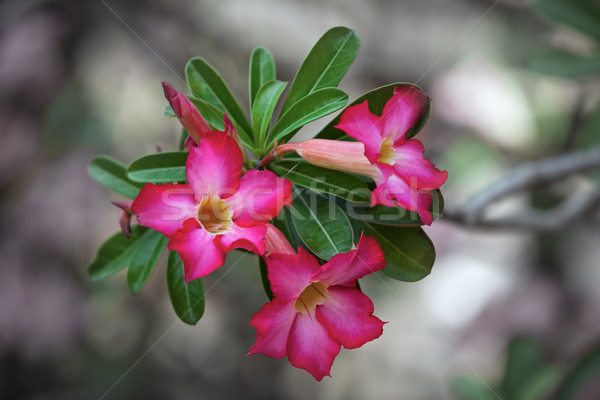 Macro tiro deserto rosa florescer múltiplo Foto stock © pzaxe