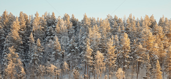 Orizont acoperit iarnă pădure cer peisaj Imagine de stoc © pzaxe