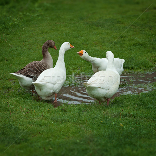 Domestic geese drinking water from puddle Stock photo © pzaxe