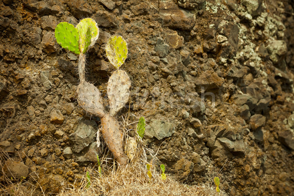 Cactus - Opuntia (prickly) on the background of rocks. Indonesia Stock photo © pzaxe