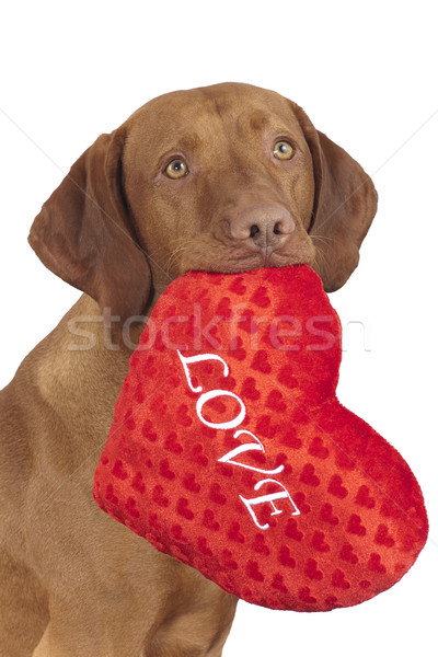 Seven köpek kırmızı kalp sevmek Stok fotoğraf © Quasarphoto