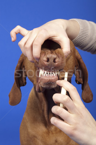 Stockfoto: Hond · tanden · menselijke · hand · hand