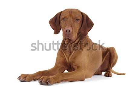 pure breed dog laying on florr Stock photo © Quasarphoto