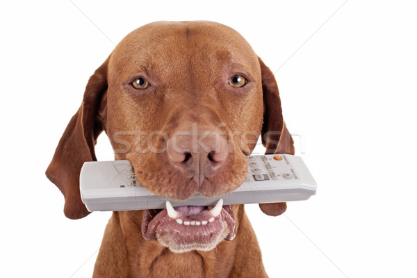 Here is your remote Stock photo © Quasarphoto