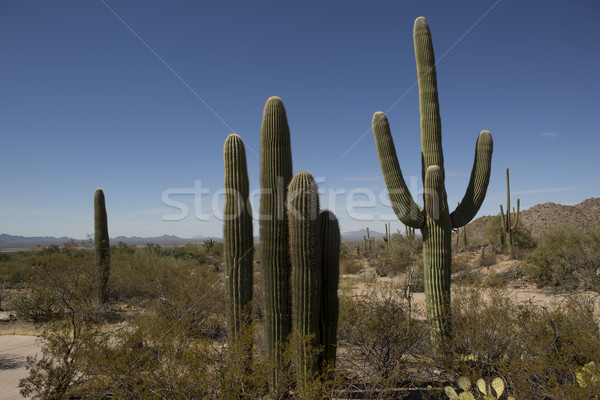 砂漠 植物 アリゾナ州 砂 工場 ストックフォト © Quasarphoto