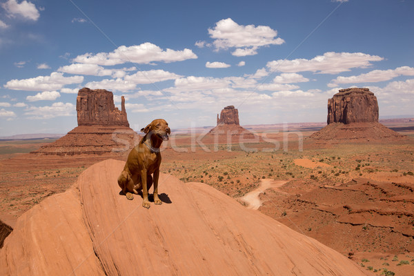 dog in Monument VAlley Stock photo © Quasarphoto