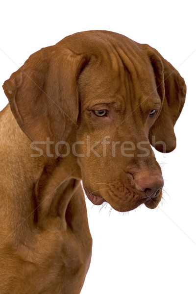 Köpek portre altın köpek yavrusu Stok fotoğraf © Quasarphoto