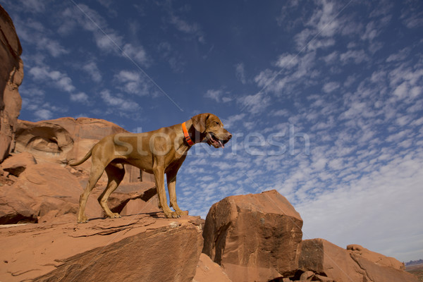Jagdhund Freien golden Farbe stehen top Stock foto © Quasarphoto