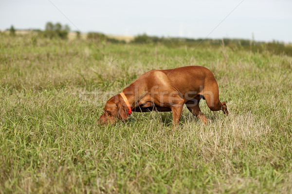 Stock fotó: Mutat · kutya · előad · mező · keresés