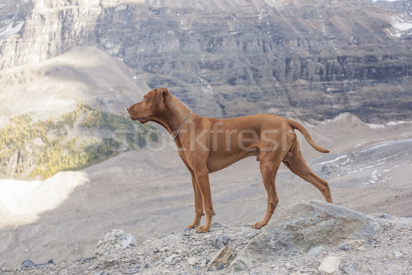 インタクト 男性 犬 山 ストックフォト © Quasarphoto