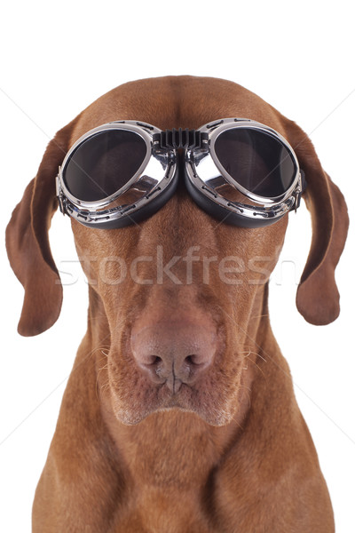 dog wearing vintage motorbike glasses Stock photo © Quasarphoto