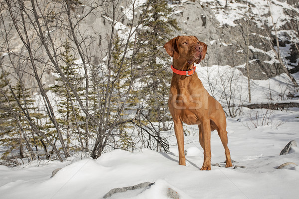 Atent câine în aer liber zăpadă culoare Imagine de stoc © Quasarphoto