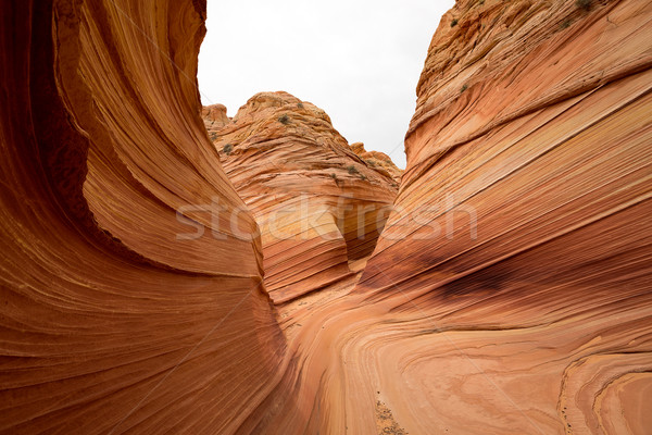 Coyote Butte Stock photo © Quasarphoto