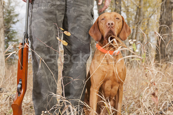 hunting dog at heel Stock photo © Quasarphoto