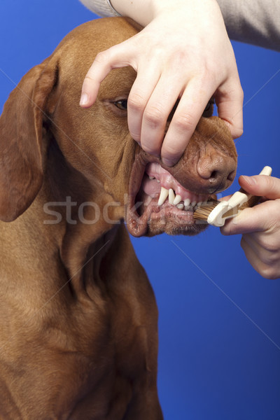 Takarítás kutyák fogak ecset kék Stock fotó © Quasarphoto