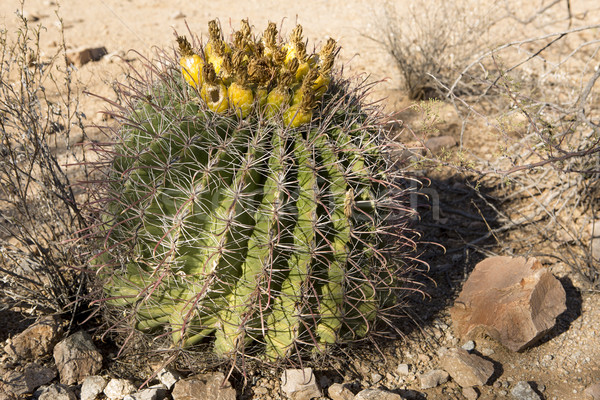 Pequeño desierto cactus aire libre arena Foto stock © Quasarphoto