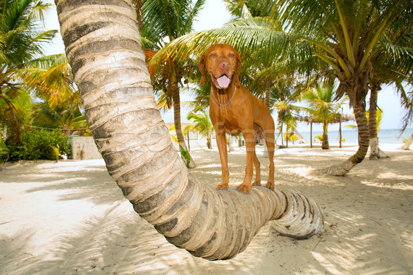 dog standing on palm tree Stock photo © Quasarphoto