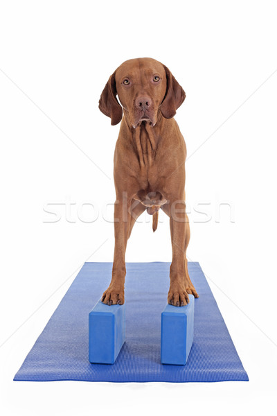 balancing on the yoga blocks Stock photo © Quasarphoto