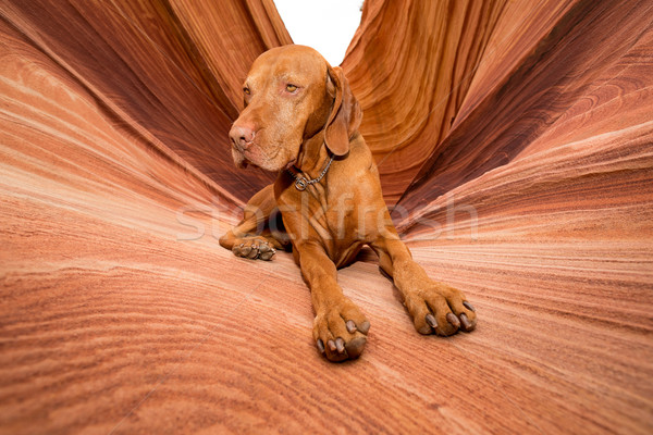 dog laying in the wave Stock photo © Quasarphoto