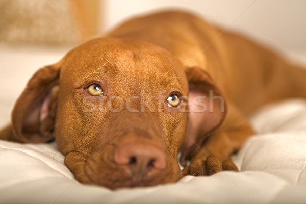 Verträumt Hund Verlegung Bett Auge Stock foto © Quasarphoto