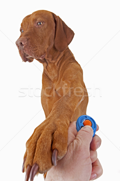 dog training with positive reinforcement Stock photo © Quasarphoto