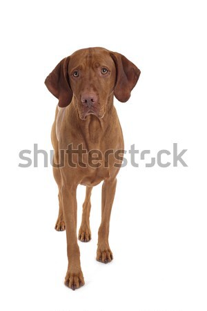 dog walking towards camera Stock photo © Quasarphoto