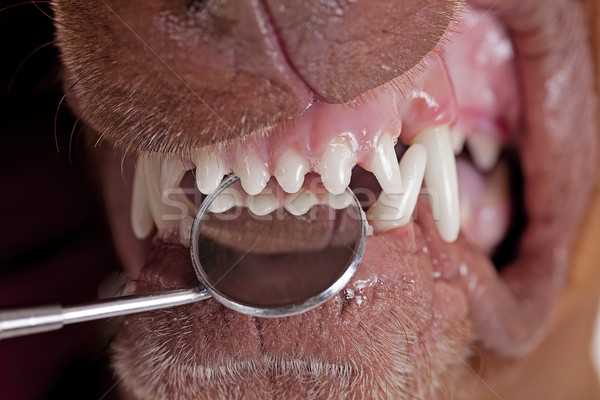 Foto stock: Cão · dentes · dental · espelho