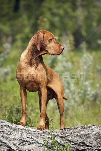 Jagdhund Freien posiert Baumstamm Stock foto © Quasarphoto