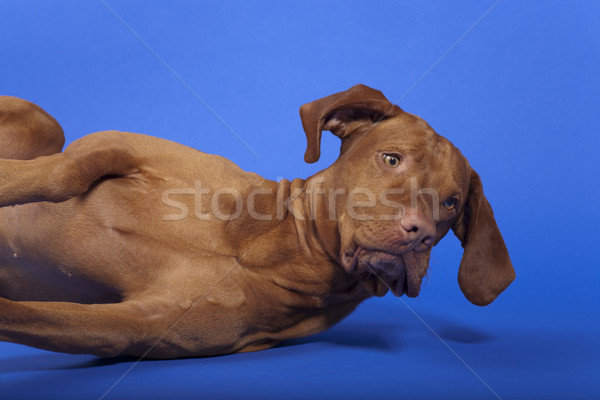 Fektet kutya hallgat parancs padló fej Stock fotó © Quasarphoto