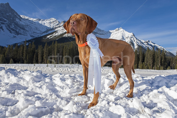 şampiyon köpek başlık kazanan açık havada Stok fotoğraf © Quasarphoto