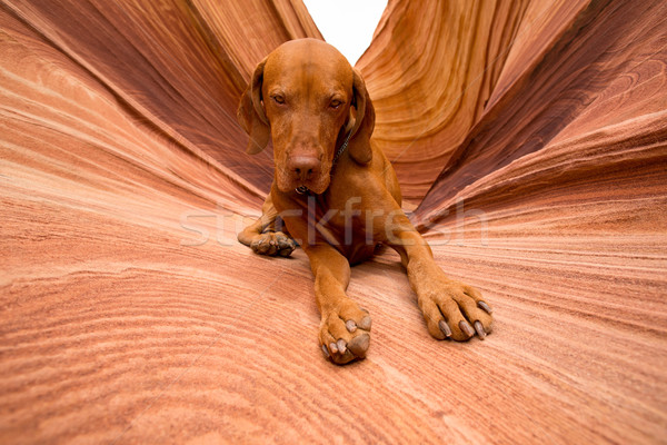 dog looking into camera outdoors Stock photo © Quasarphoto