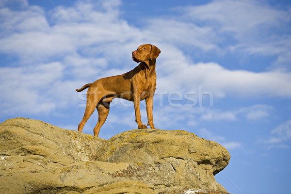dog standing on cliff Stock photo © Quasarphoto