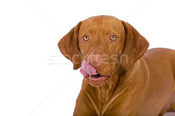 Köpek burun gıda dudaklar komik köpek yavrusu Stok fotoğraf © Quasarphoto