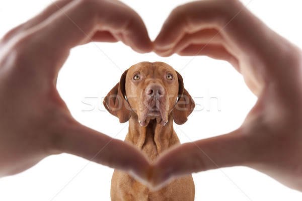 Sevmek köpekler insan eli kalp şekli çerçeve ön plan Stok fotoğraf © Quasarphoto