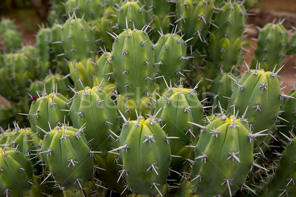 Cactus primer plano tropicales verde Foto stock © Quasarphoto