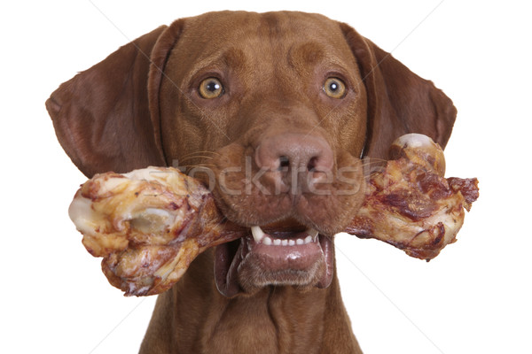 rewarding your dog Stock photo © Quasarphoto
