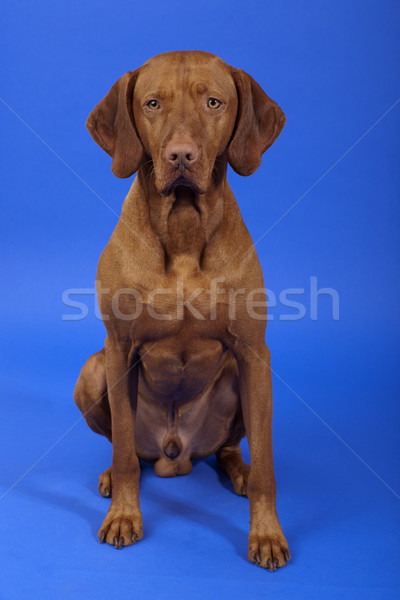 男性 犬 座って インタクト ストックフォト © Quasarphoto