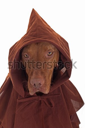 Hond monnik kleding middeleeuwse kostuum Stockfoto © Quasarphoto