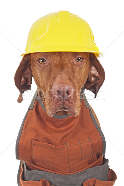çalışma köpek önlük Stok fotoğraf © Quasarphoto
