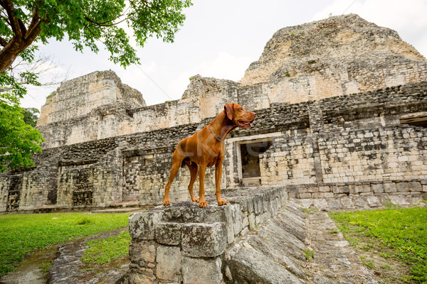 Köpek ayakta eski macera Stok fotoğraf © Quasarphoto