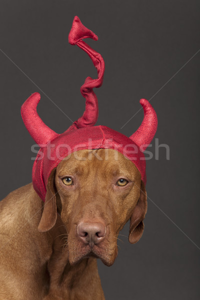 犬 赤 悪魔 帽子 着用 黒 ストックフォト © Quasarphoto
